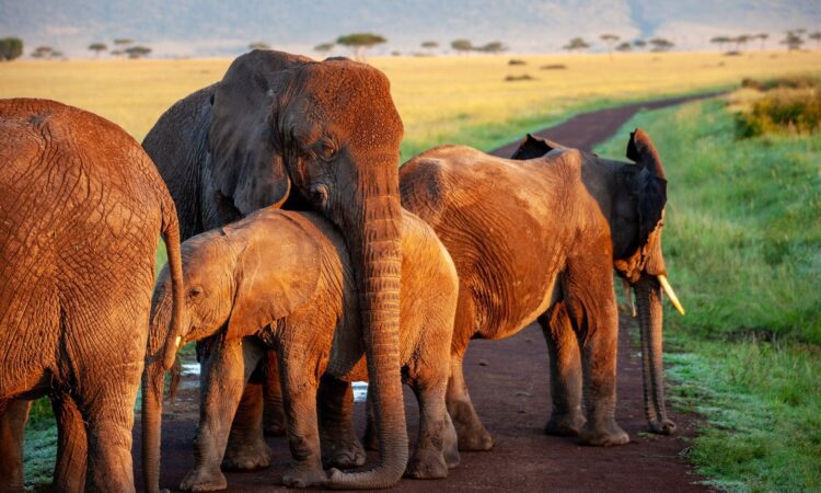 Aberdare National Park