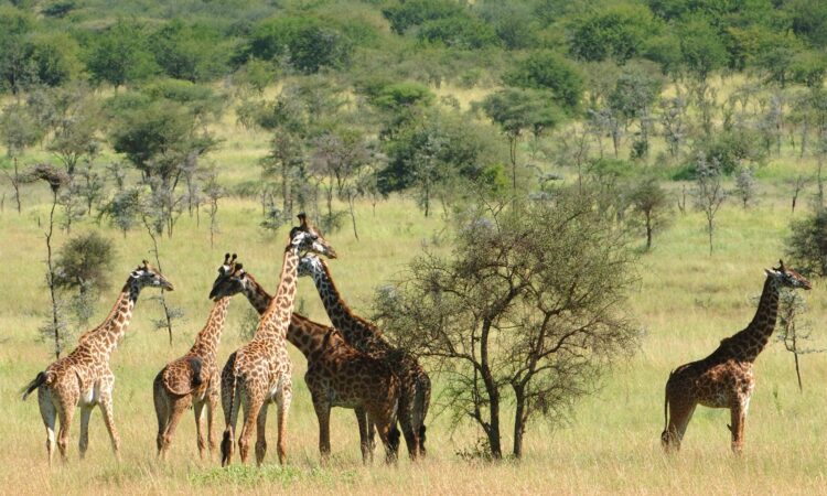Chyulu Hills National Park