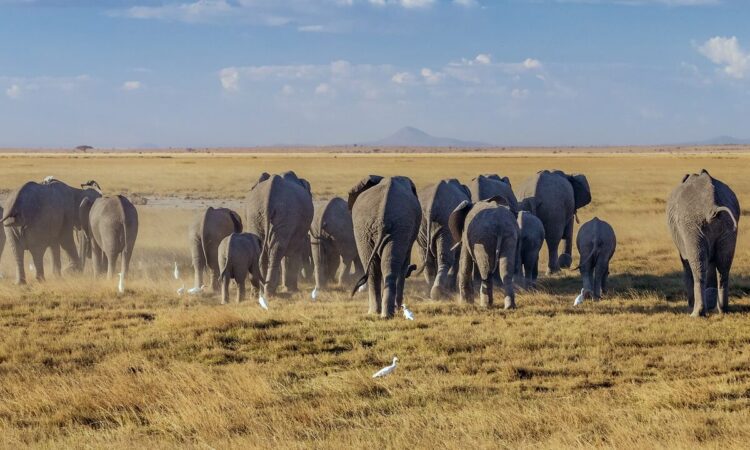 Kenya Amboseli National Park