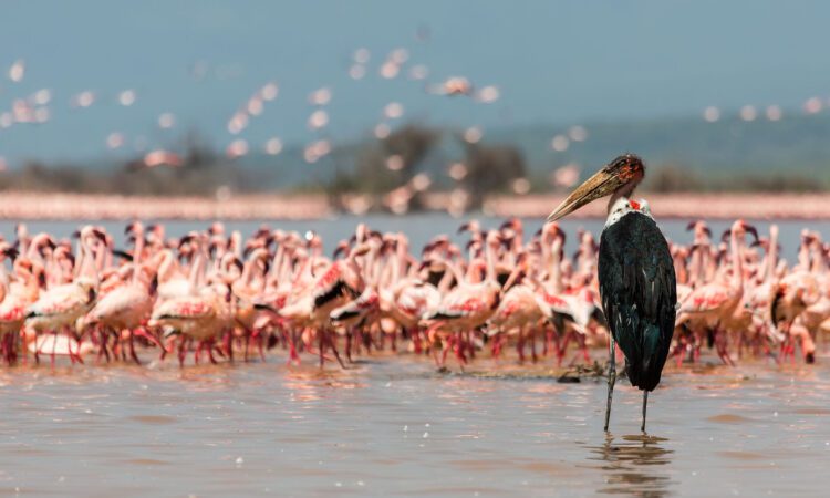 Lake Naivasha National Park