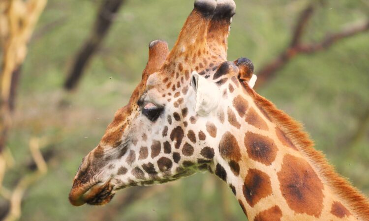 Lake Nakuru National Park