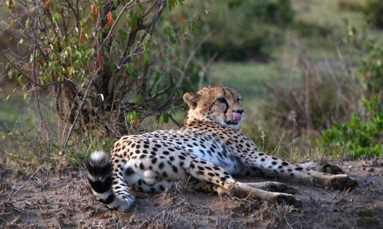 Masai Mara National Reserve