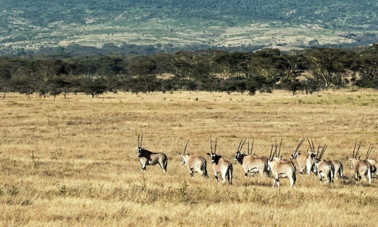 Mount Kenya National Park
