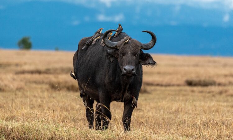Samburu Game Reserve