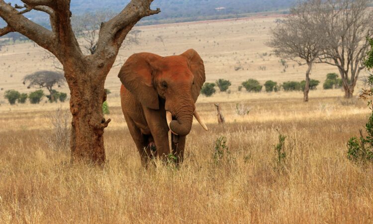 Tsavo West East National Park