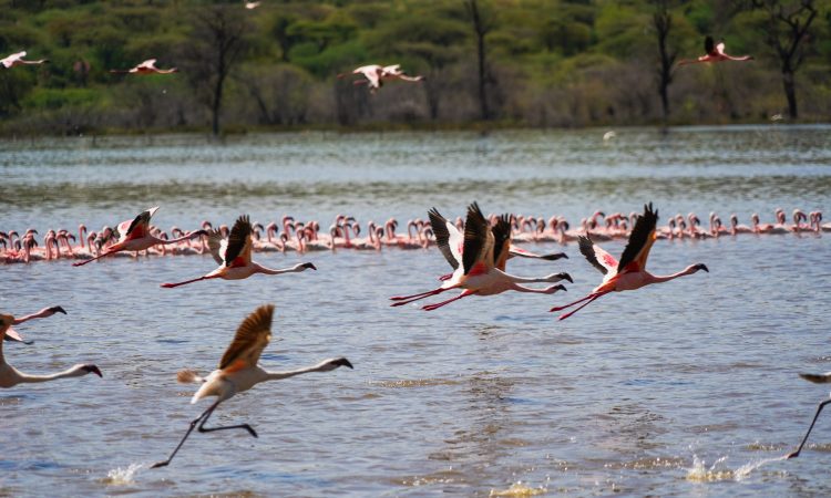 Lake Bogoria